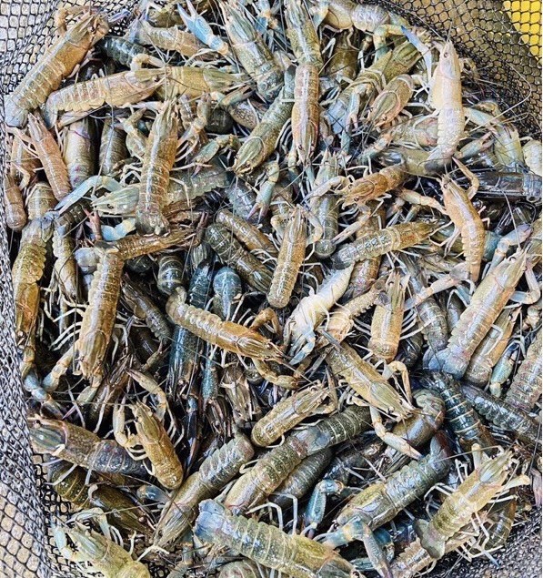 5~7cm蝦苗