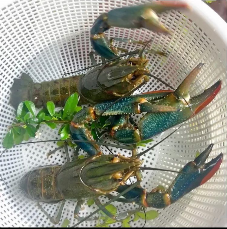 《昌旺》小龍蝦/澳龍/龍蝦/批發/淡水龍蝦/6-20尾/宅配/烤肉/