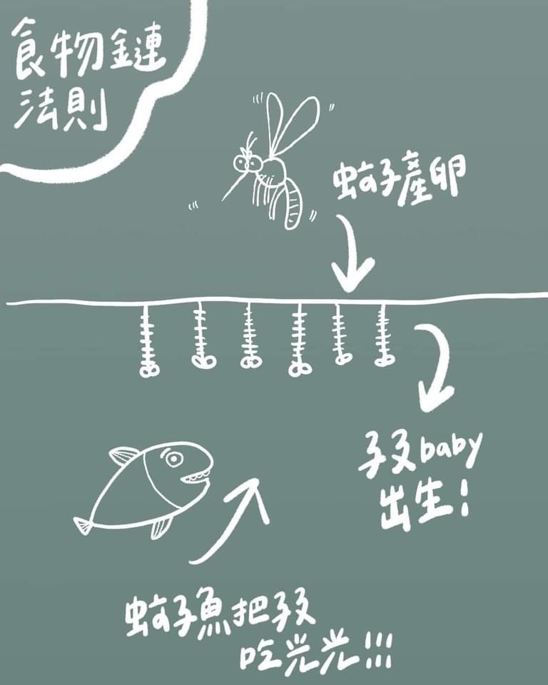 《昌旺》大肚魚/食蚊魚