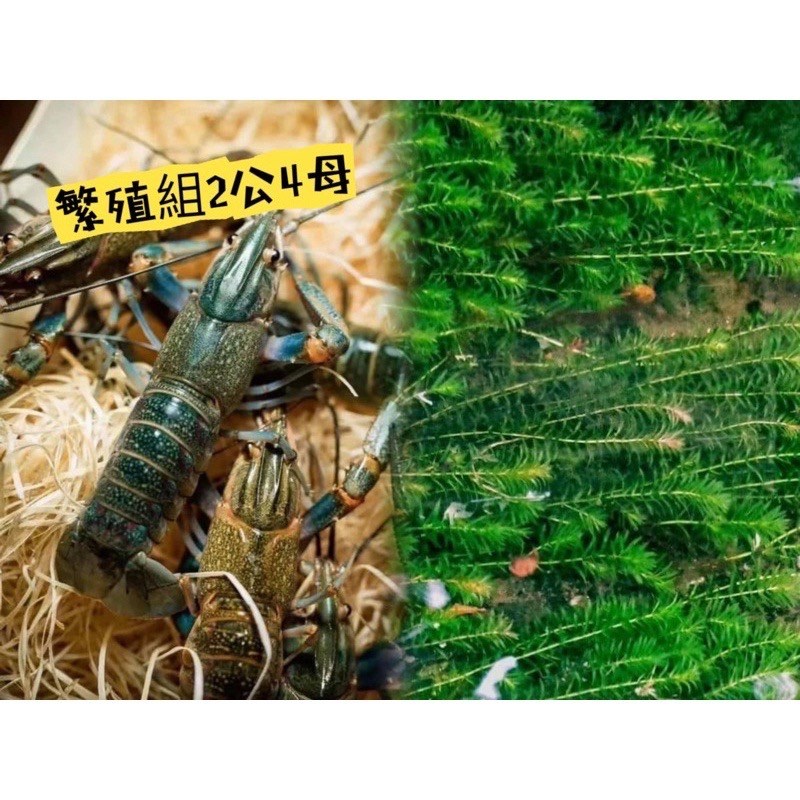 🍭G組：599元免運費 水蘊草或金魚藻（10cm以上）100枝 、澳洲小青龍繁殖組2公4母