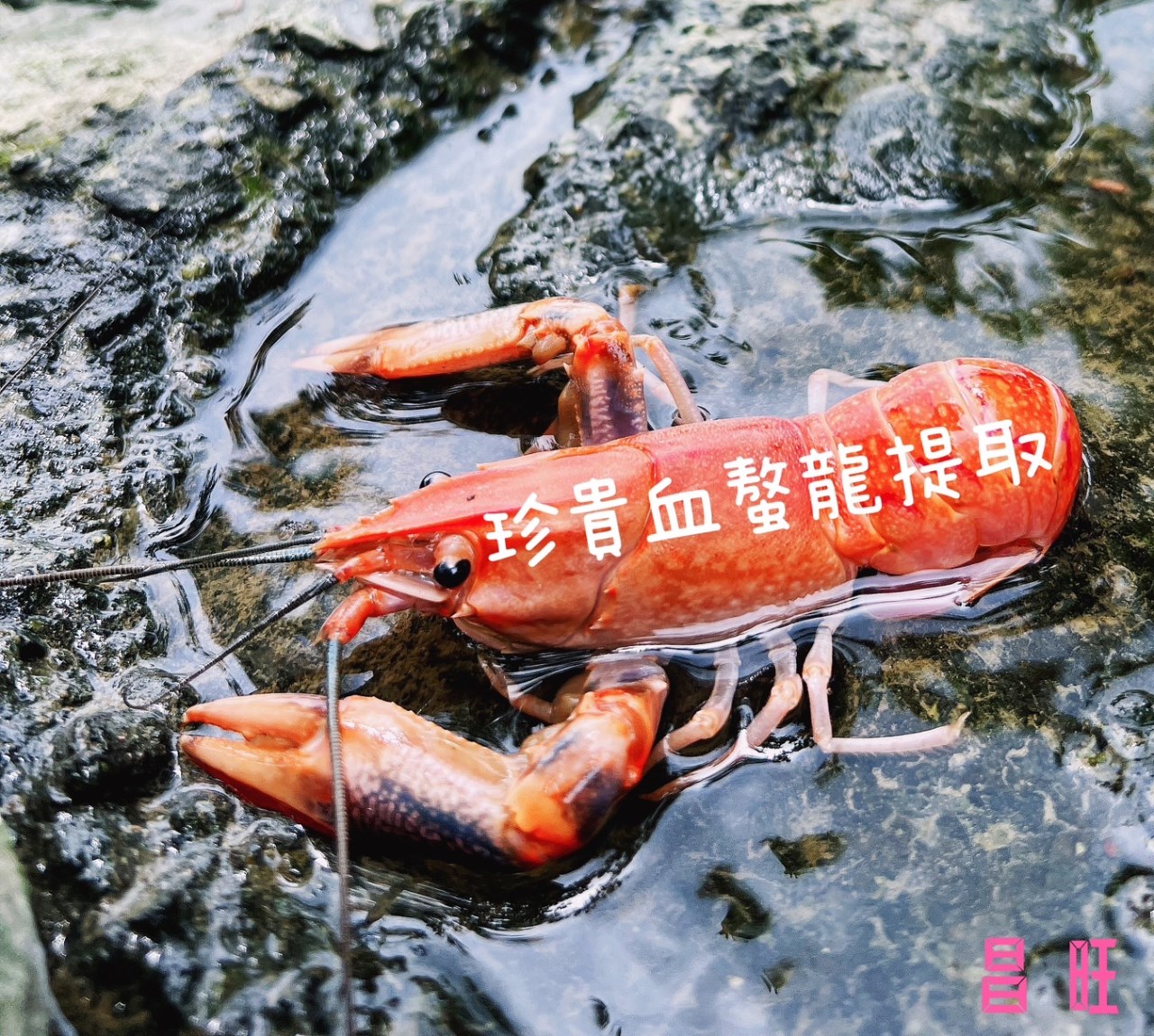 沙漠人蔘龍血錠 雙盒免運