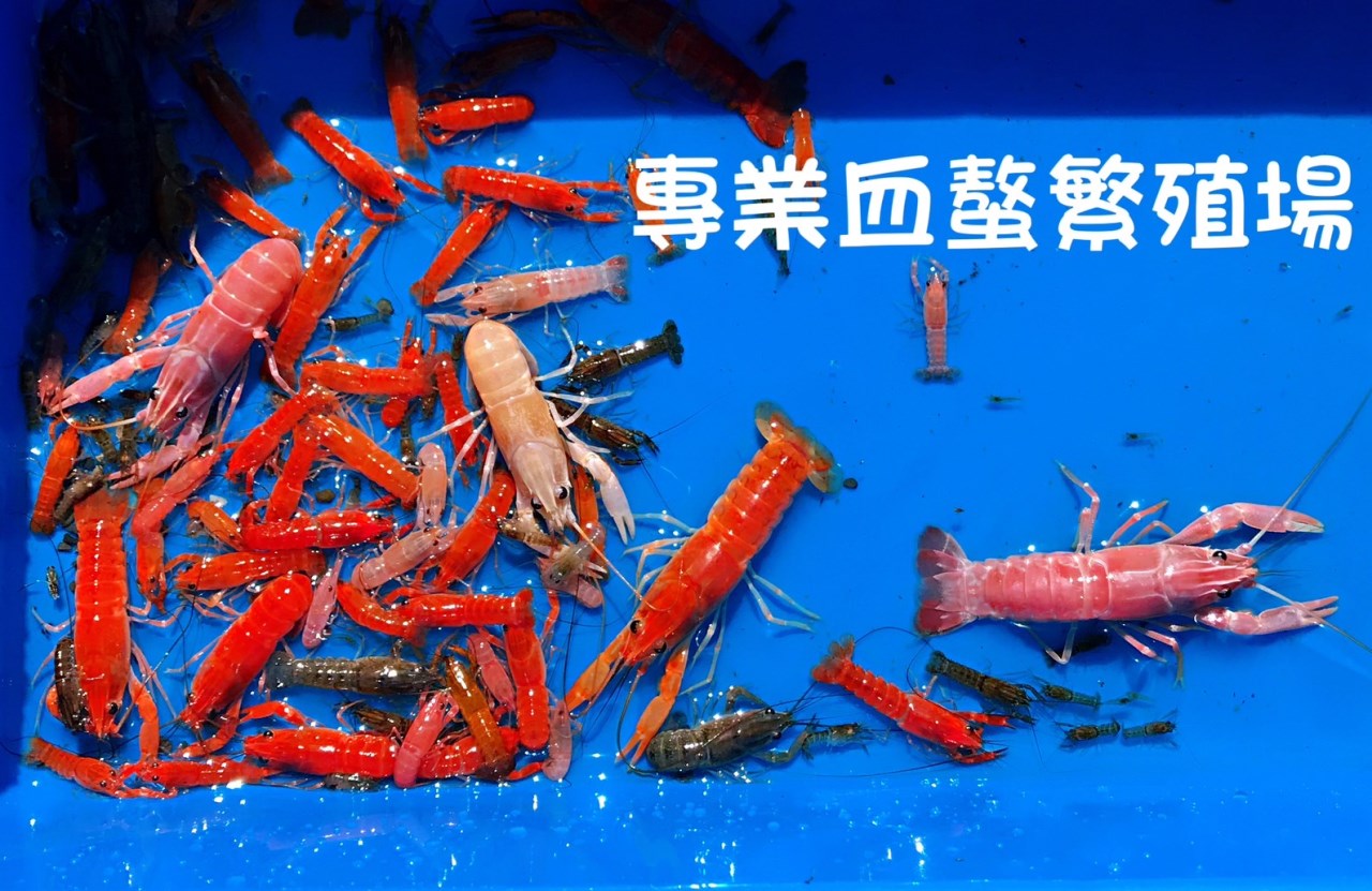 沙漠人蔘龍血錠 雙盒免運
