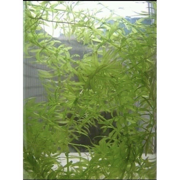 水草 /水蘊草/龍蝦水草