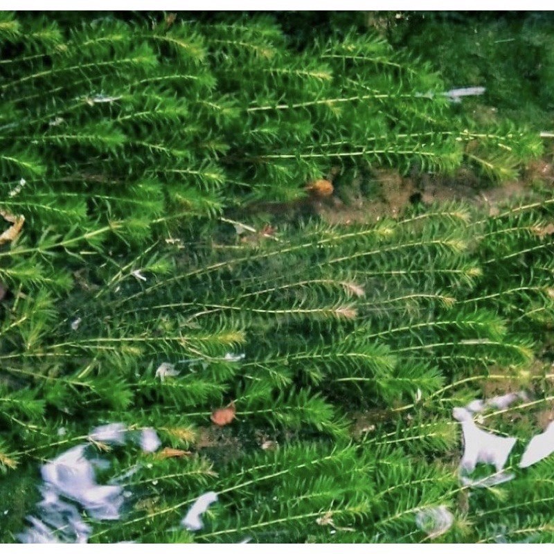 水草 /水蘊草/龍蝦水草