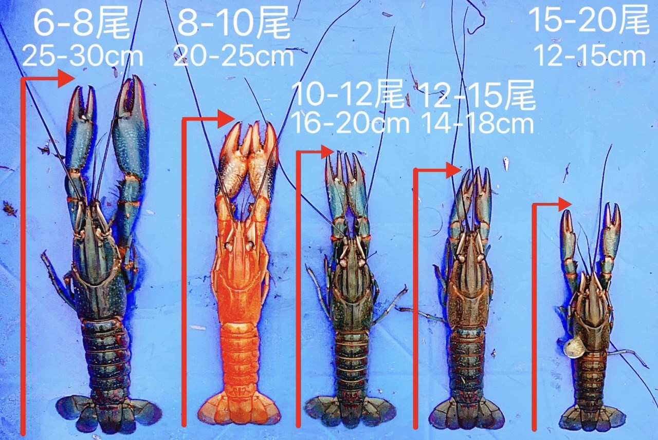 《昌旺》小龍蝦/澳龍/龍蝦/批發/淡水龍蝦/6-20尾/宅配/烤肉/