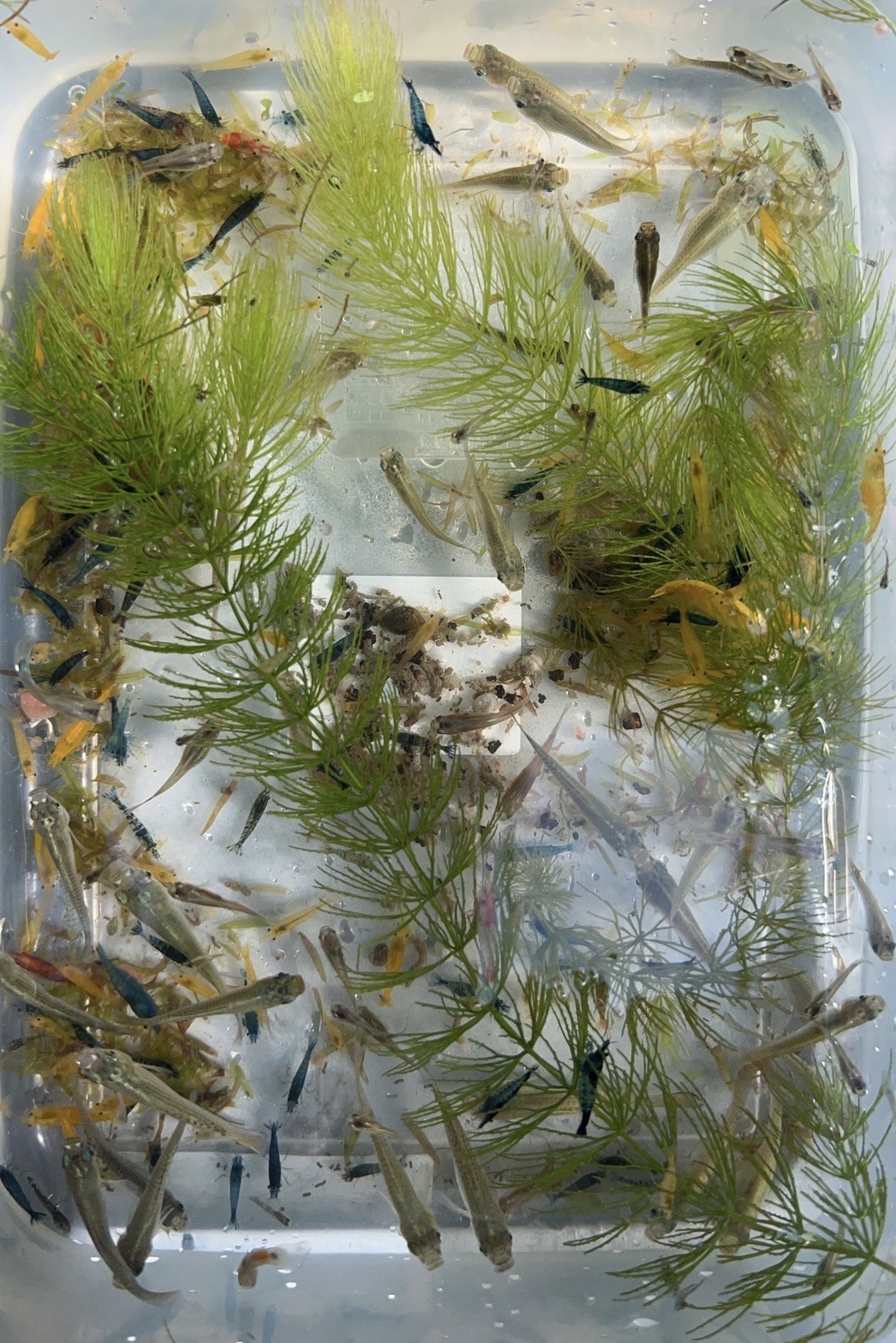 《昌旺》大肚魚/食蚊魚