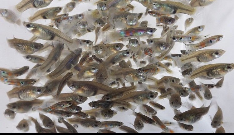 《昌旺》大肚魚/食蚊魚