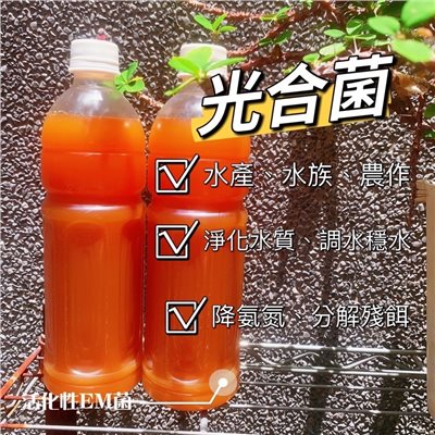 光合菌600cc 買10瓶送1瓶