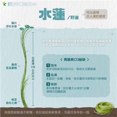 水蓮水草 5cm 40 支