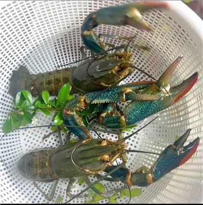 澳洲小龍蝦(澳龍)10-15尾斤 零買1斤