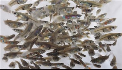 《昌旺》大肚魚/食蚊魚 100隻 