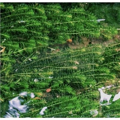 水蘊草/龍蝦水草 3斤