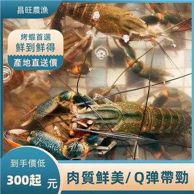 澳洲小龍蝦(澳龍)15-20尾斤 零買3斤